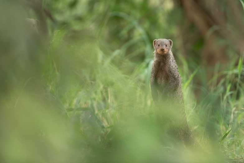 Mongoose animal standing in grass