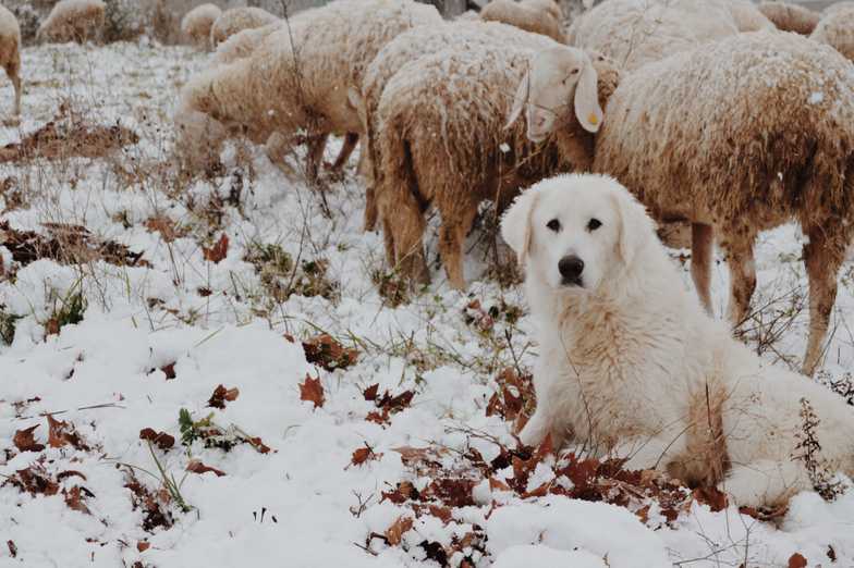Sheep Dog in front of Sheep