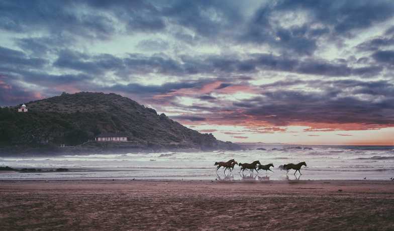 Horses running along beach